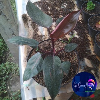 BLACK CARDINAL PHILO CRDINAL TANAMAN BLACK CARDINAL PHILO CARDINAL