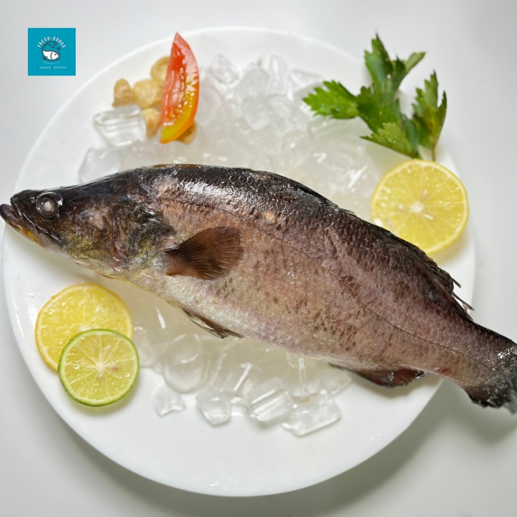

Ikan Kakap Putih Baramundi Dijamin Segar by Freshgoods