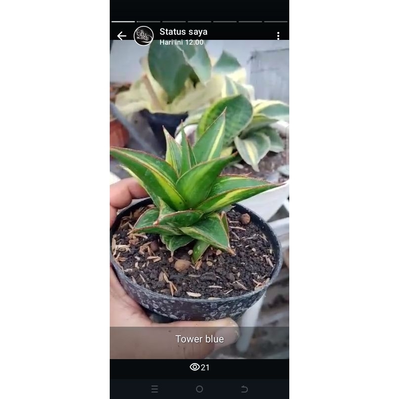 Sansevieria tower blue varigata