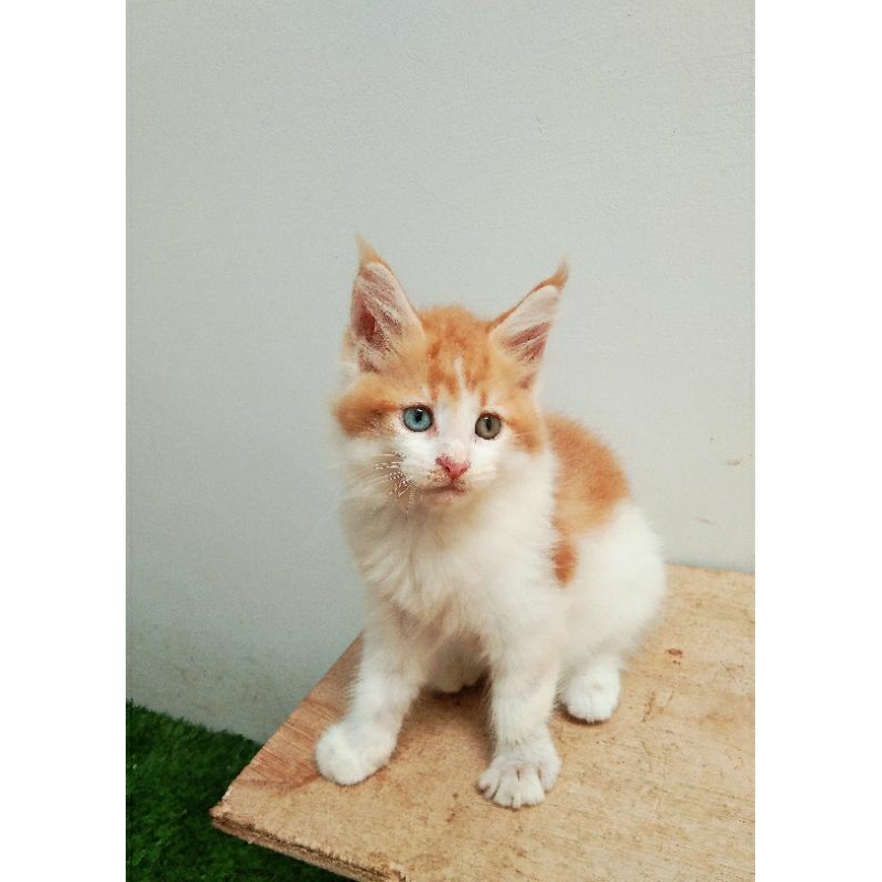 Kucing Kitten MaineCoon Pure No mix. induk Ped Cfa Asli Maine Coon