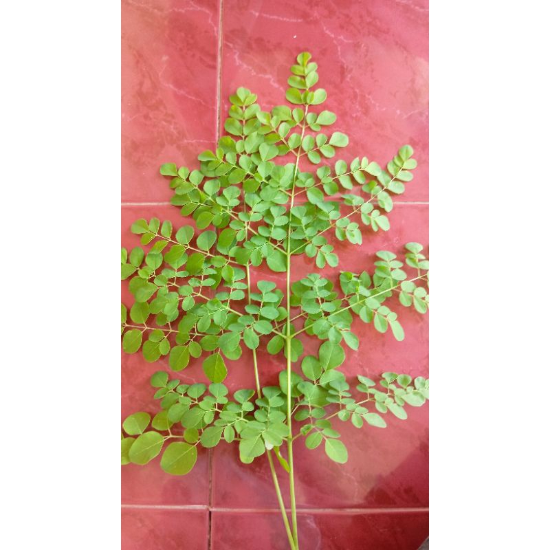 

Daun Kelor Segar Fress 1 kg