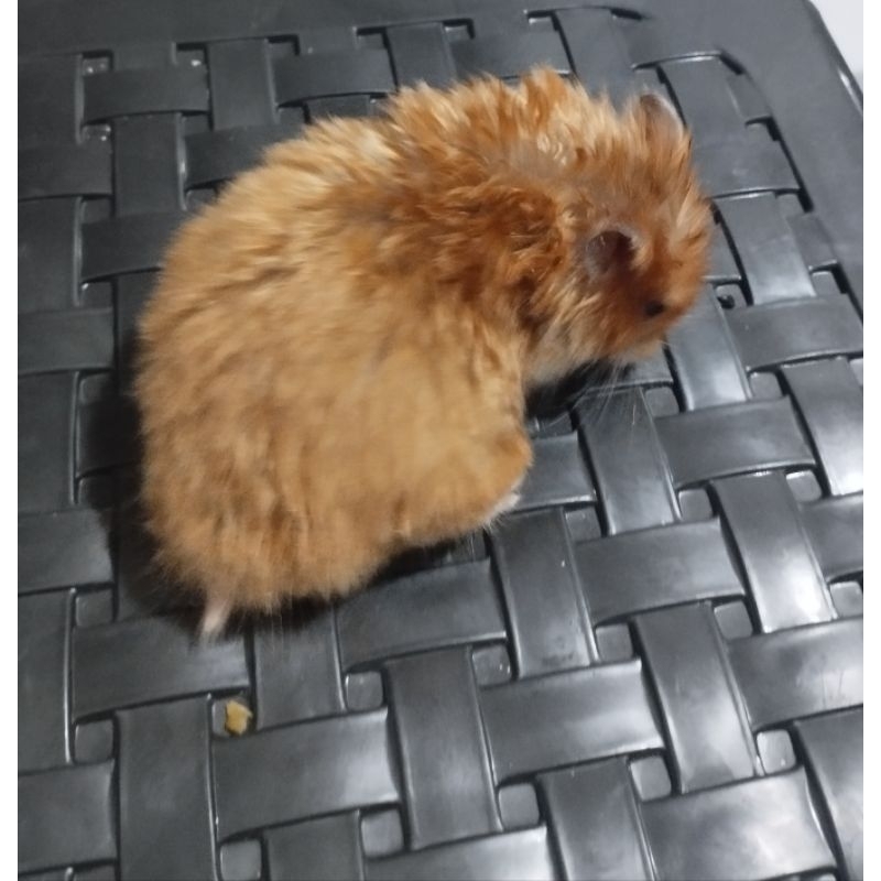 hamster syrian cinnamon satin lh