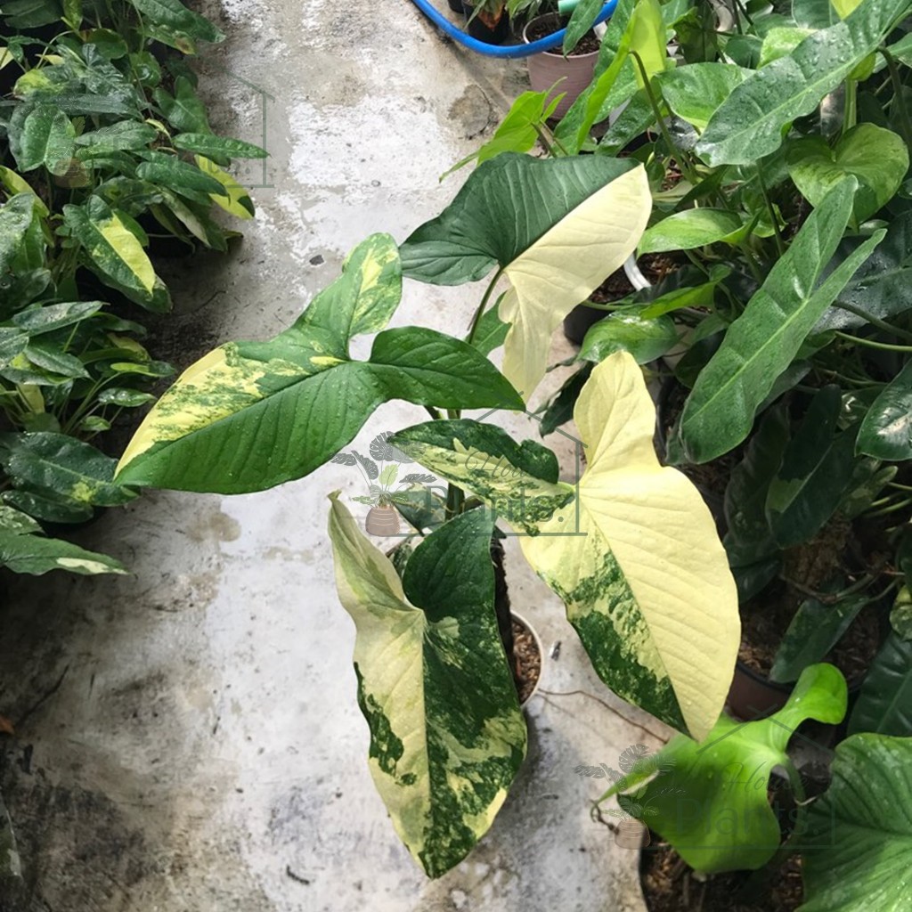 Tanaman Hias Segar Syngonium Variegata Kuning