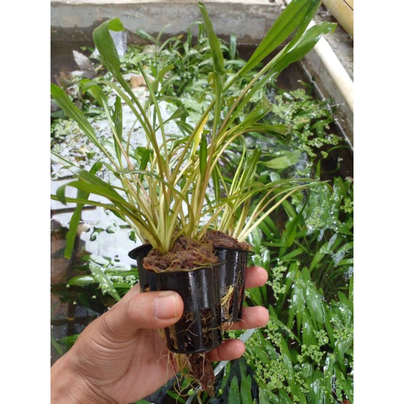 Tanaman Air Crpto speralis/Hiasan Aquarium/Tanaman Air Aquarium