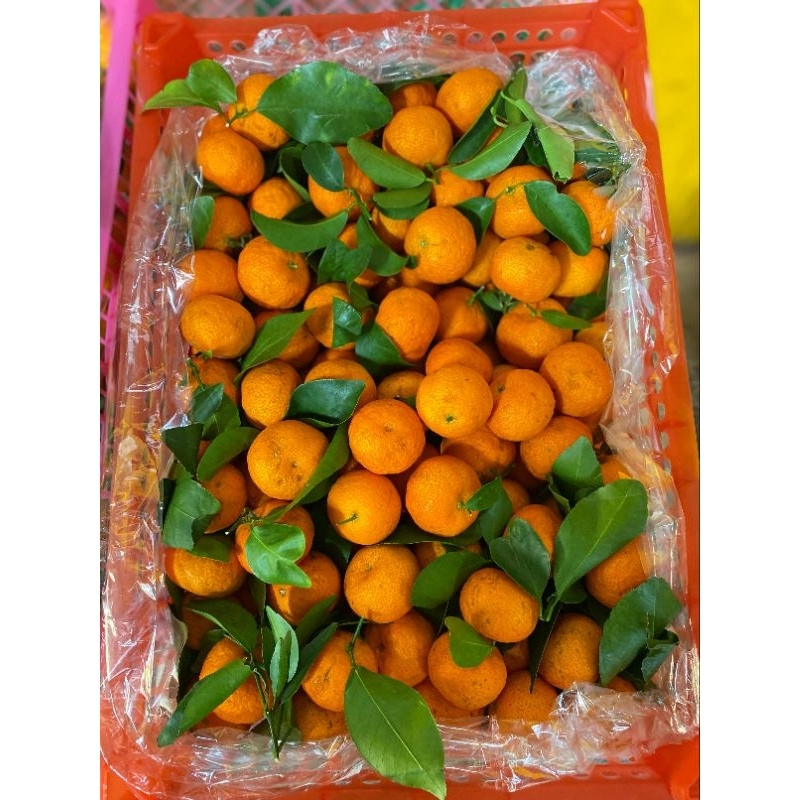 

santang tangerine 1 krat 6kg
