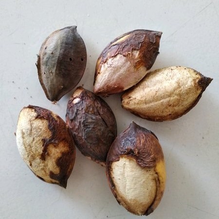 BIJI KETAPANG KERING UNTUK KESEHATAN / PAKAN BURUNG