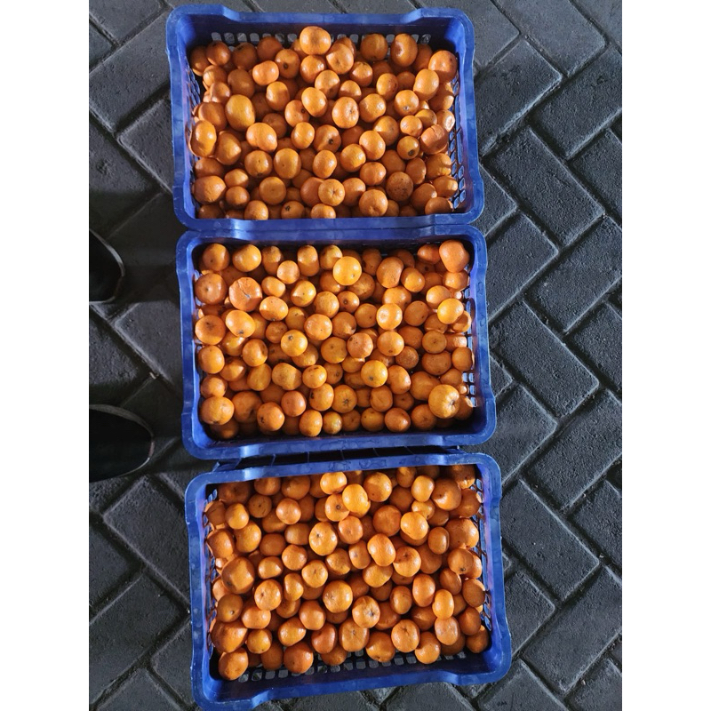 

PROMO 1 KG JERUK SANTANG