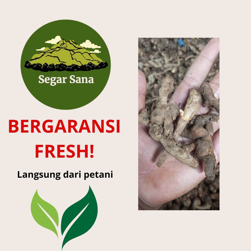 

KUNCI SAYUR FRESH PREMIUM BERGARANSI