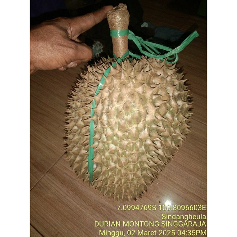 

durian montong singaraja