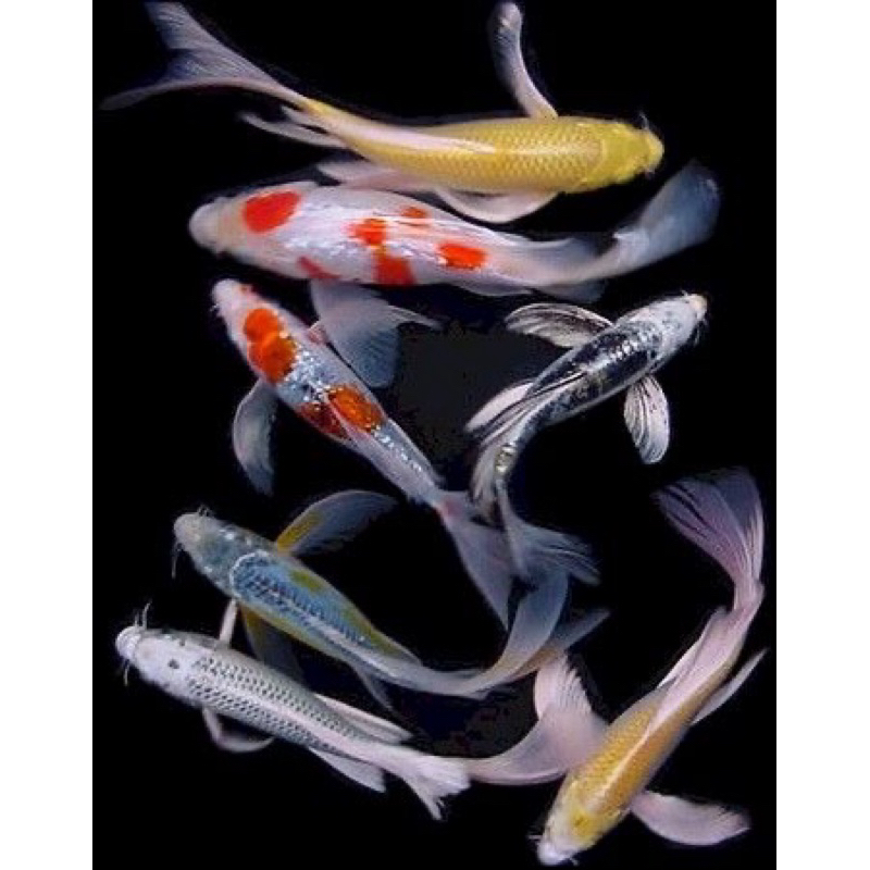 

paket hemat 4 ekor koi slayer kumpay berkualitas ukuran 15-18cm