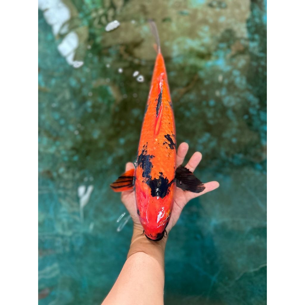 ikan koi hi-utsuri jumbo