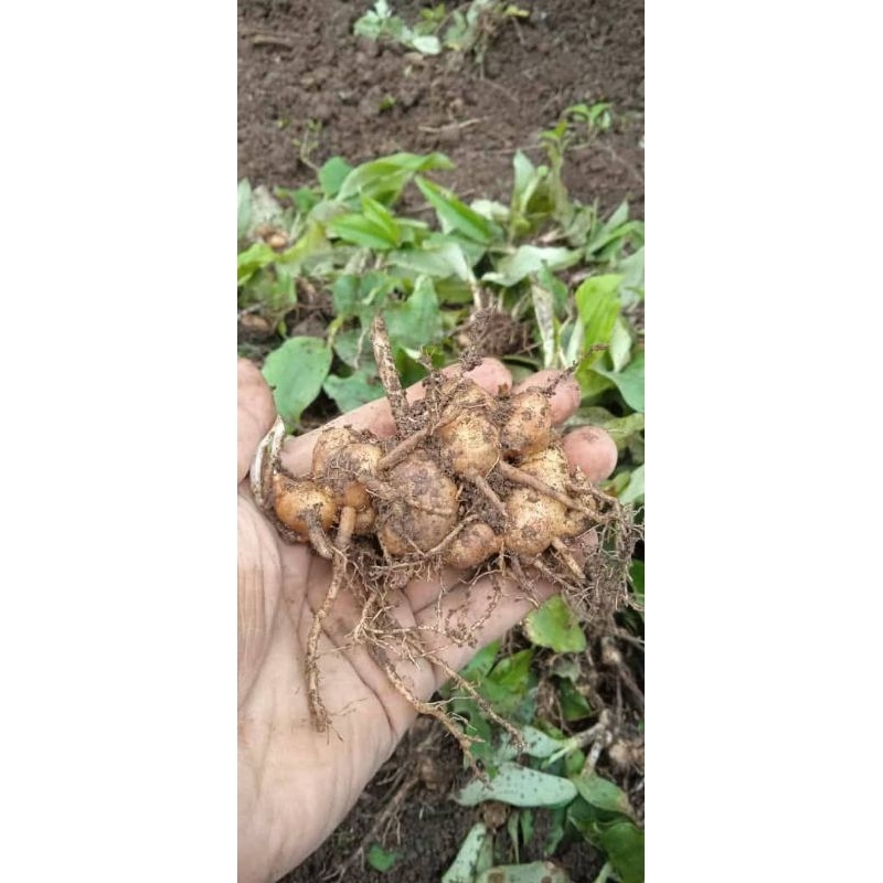 

KENCUR TUA SEGAR 1KG