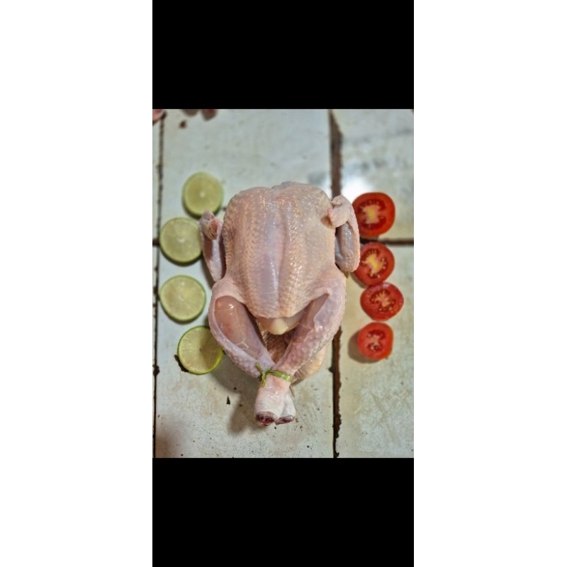 

Ayam Broiler Fresh/Frozen