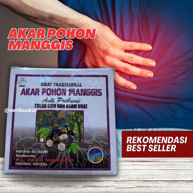 

Herbal Tradisional Akar Pohon Manggis Tolak Linu dan Asam Urat