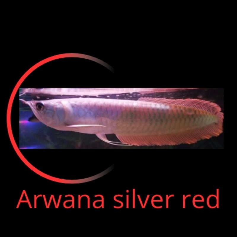 stiker arwana silver red  best 15-17cm bestseller