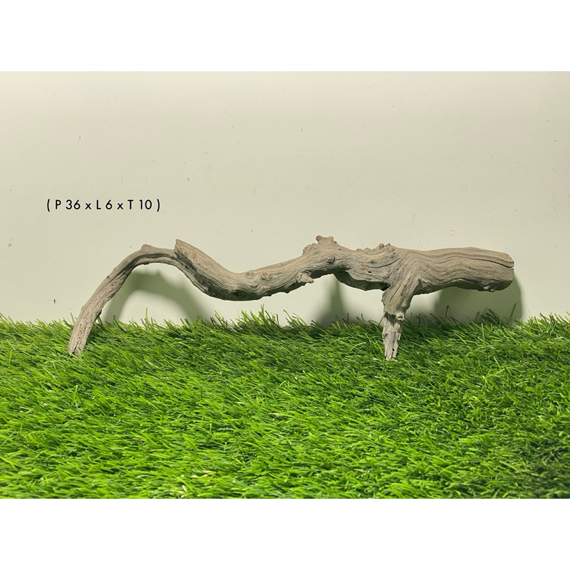 kayu akuarium santigi laut