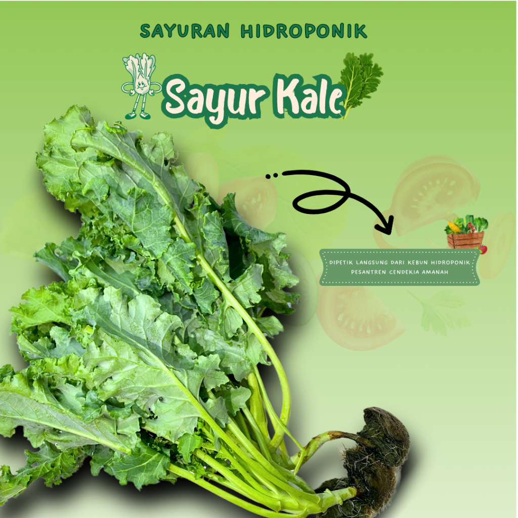 

Sayur Kale/Sayuran Hidroponik Fresh/200gr/PCA/Pengiriman Instant/Dipetik Langsung