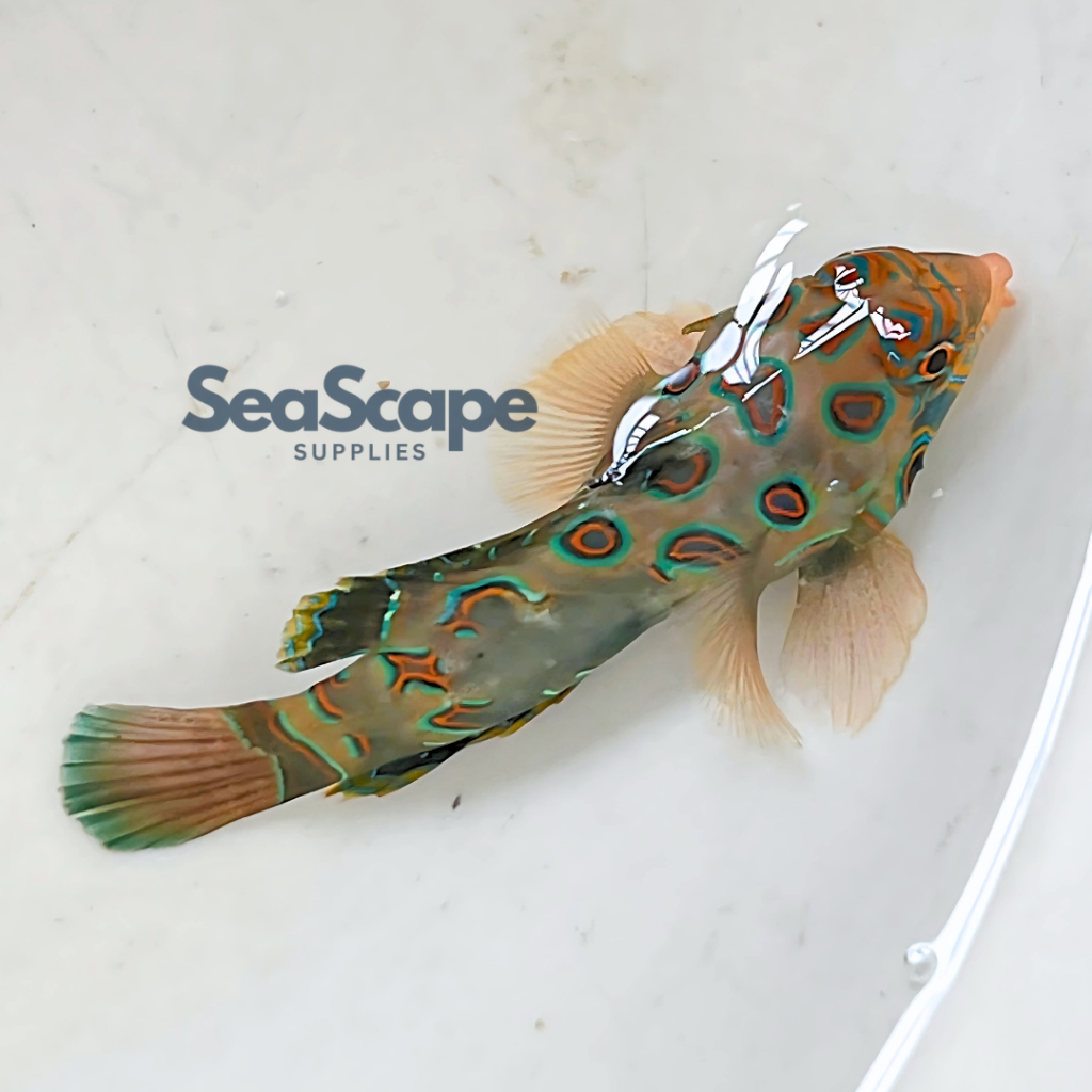 Ikan Hias Akuarium Air Laut Mandarin B (Synchiropus Picturatus) Spotted Green Mandarin Fish Aquarium