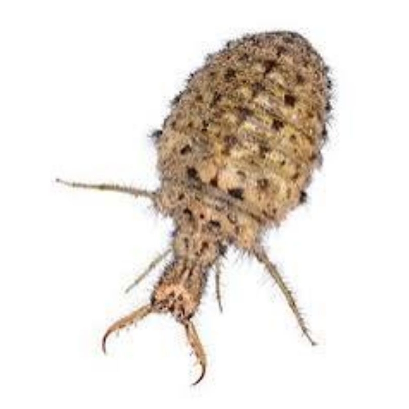 

UNDUR UNDUR ASLI TERMURAH