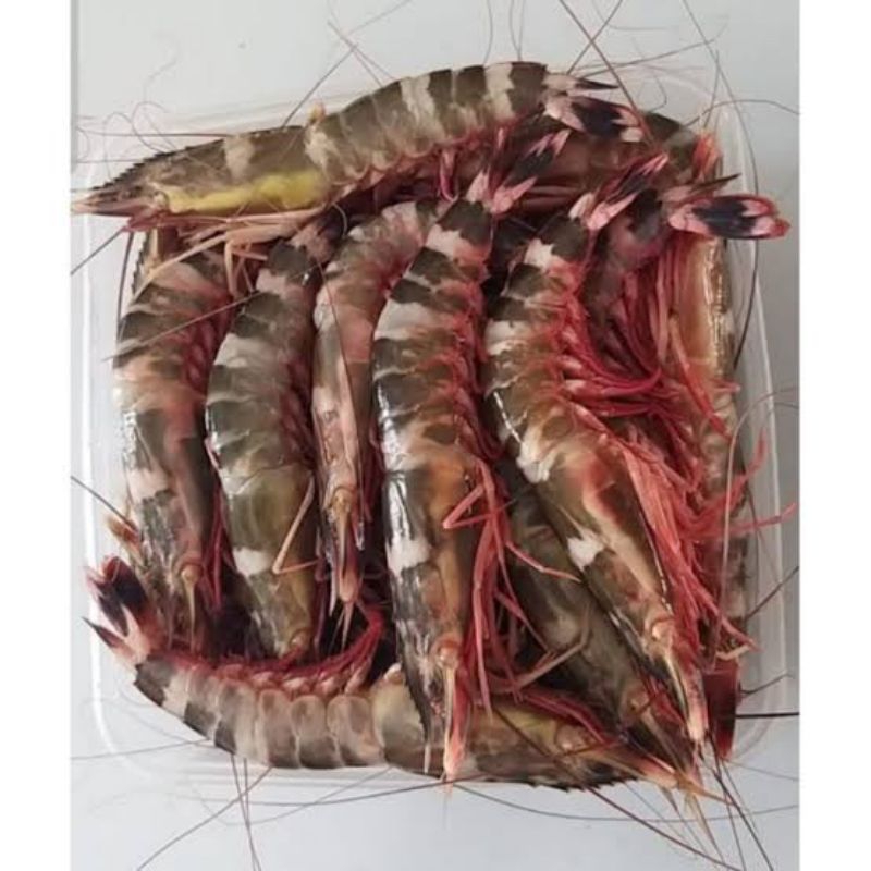 Udang segar fresh udang windu/ udang windu segar fresh pasar flamboyan
