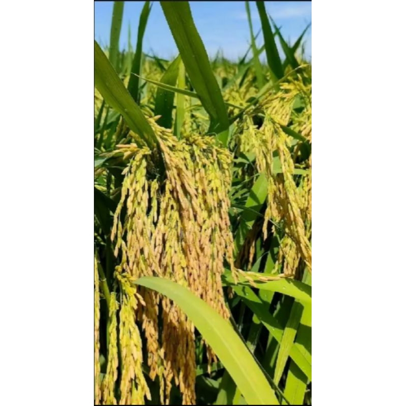 BENIH PADI MR 297 KEMASAN 1KG