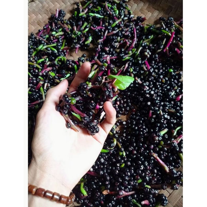 

angkung isi 300 biji buah binahong