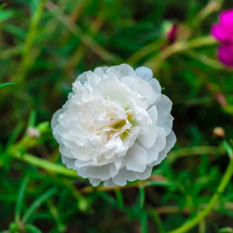 Bunga mossrose krokot putih / tanaman hias krokot putih