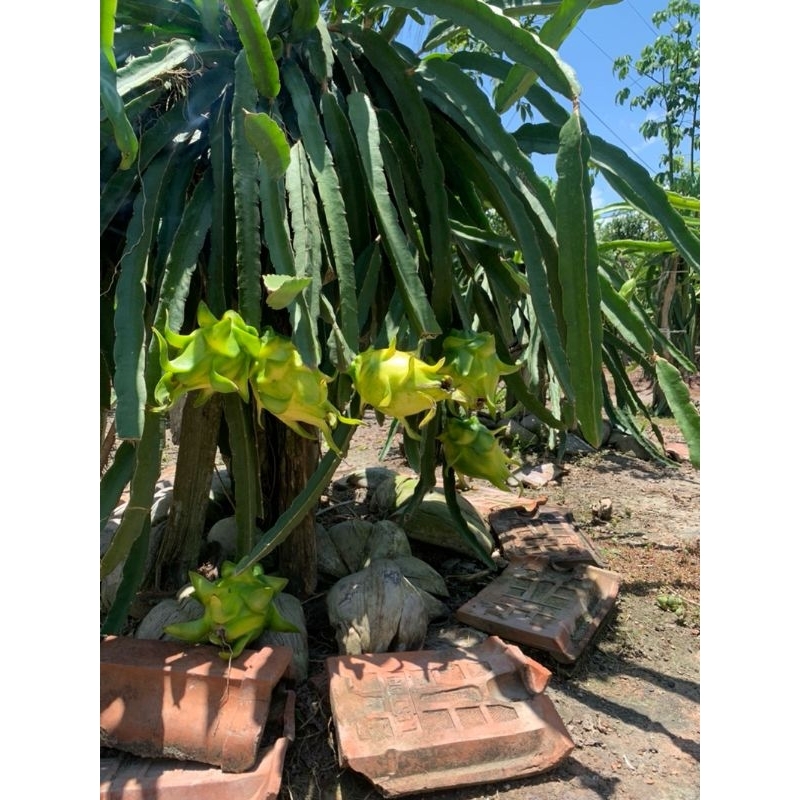 Bibit buah naga kuning/golden,asli turus Bibit buah naga kuning (BUKAN STEK)