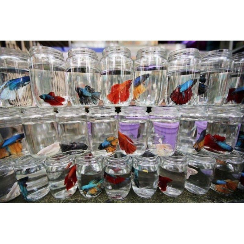 TOPLES KACA IKAN CUPANG/TOPLES JAR 250ml /TOPLES IKAN CUPANG