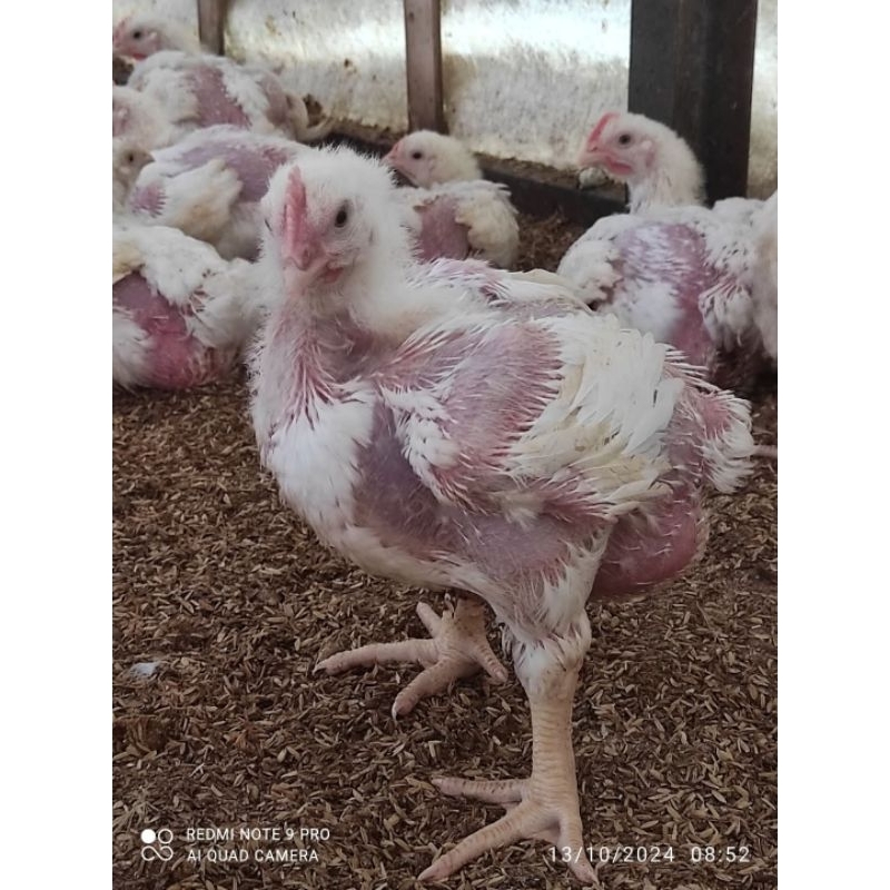 Artavela45 Forgen Formula Penggendut Ayam