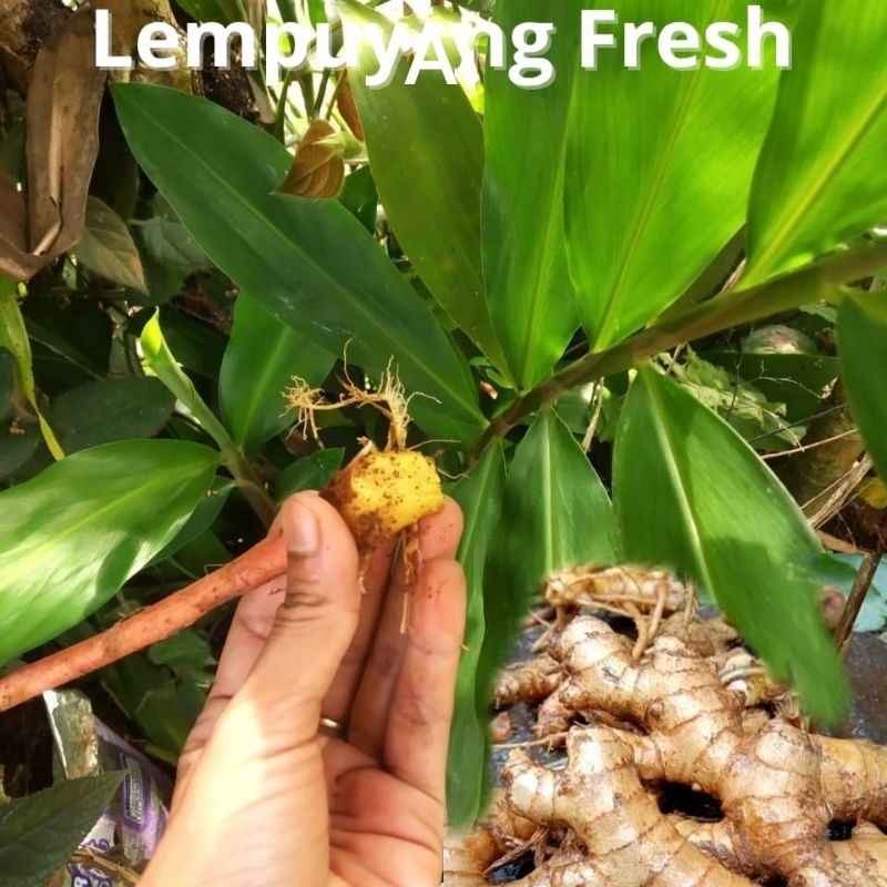 

Lempuyang | Lampuyang Fresh 500 gr