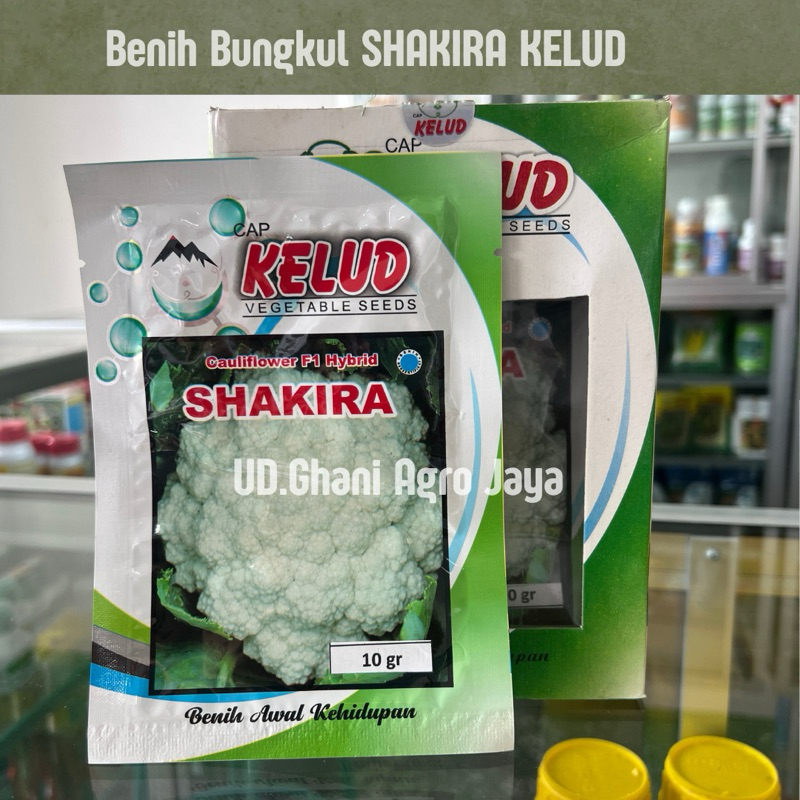 Benih Bungkul Bunga Kol SHAKIRA Cap Kelud