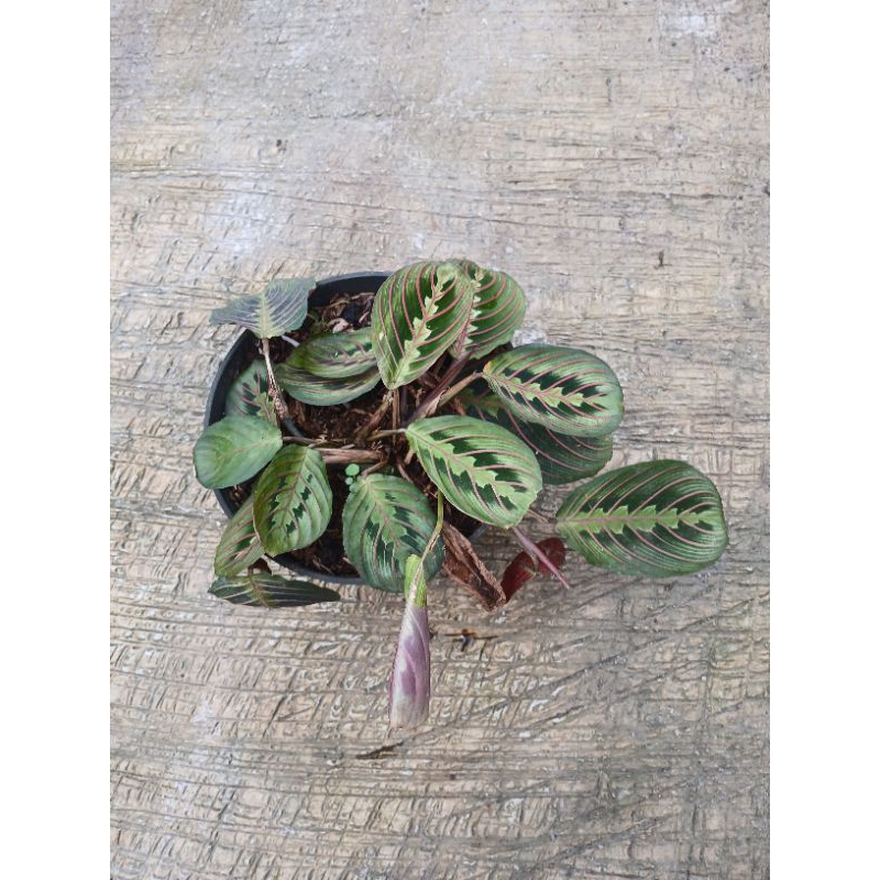 Tanaman Hias Calathea Kepiting