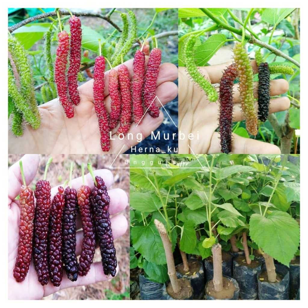 BIBIT BUAH LONG MURBEI | BUAH MURBEI PANJANG SUPER UNGGULAN