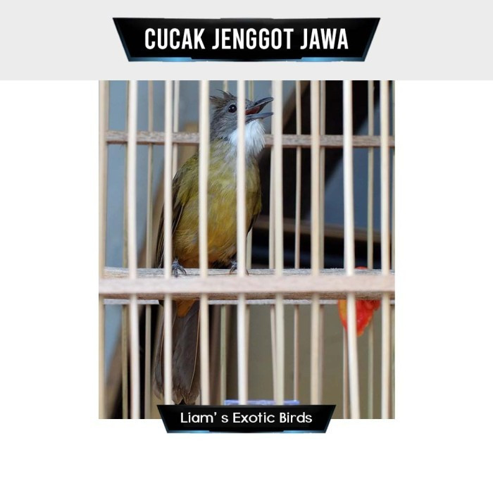 Cucak Jenggot Jawa Gacoran Bahan Pilihan