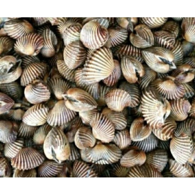 

Kerang Dara 1kg