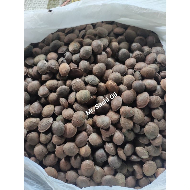 Mr Sachi Oil / benih kacang Sachi/ kacang omega 3.6.9/ 500 gr/ 1000gr