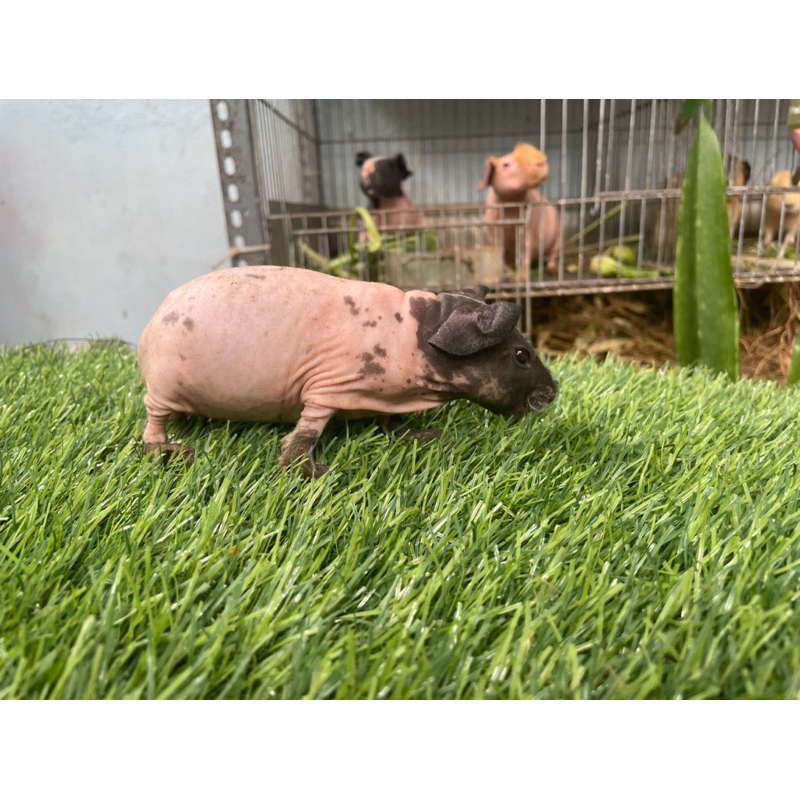 marmut hias skinny guinea pig hairless