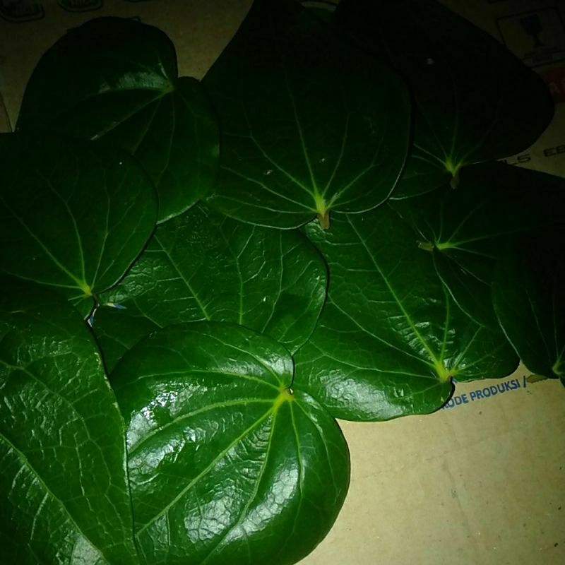 

DAUN SURUH / SIRIH HIJAU petik segar