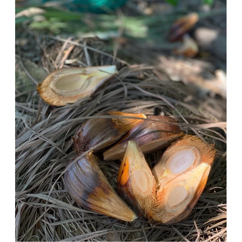 

Buah nipah/dahon muda segar 1kg cangkangan