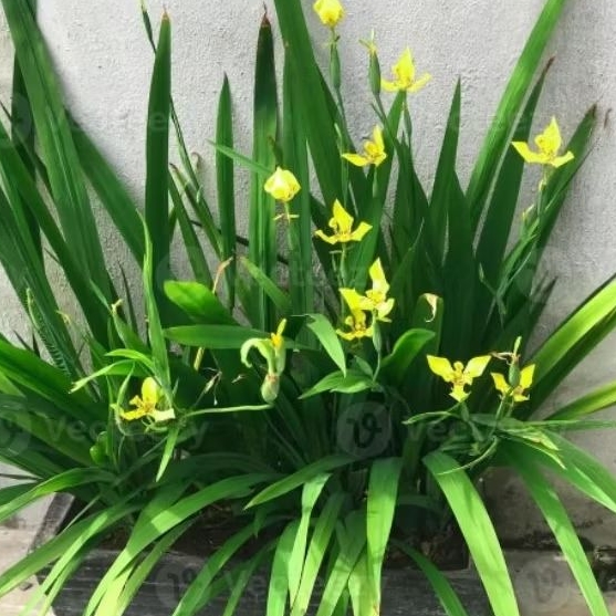 Tanaman Hias Airis bunga kuning / bunga iris kuning