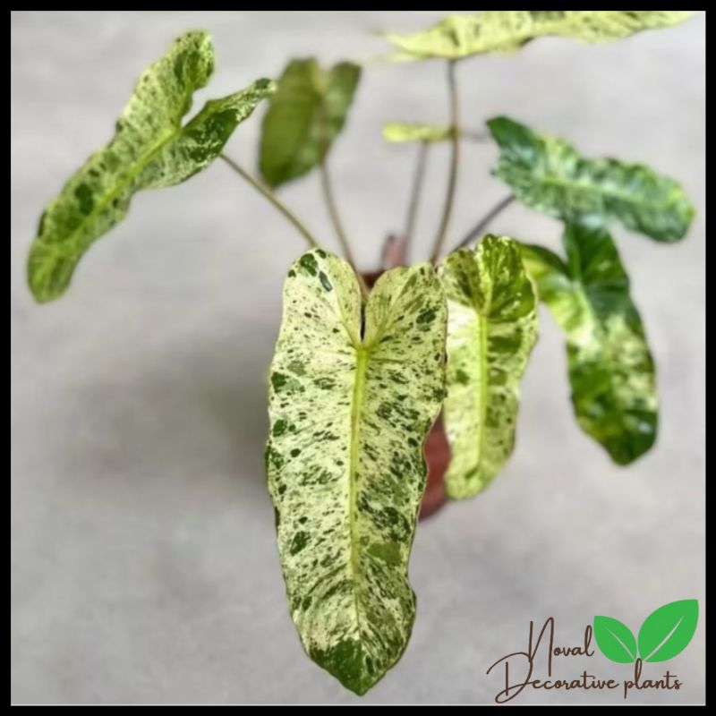 Promo COD Tanaman hias philodendron paraiso verde - philodendron verde