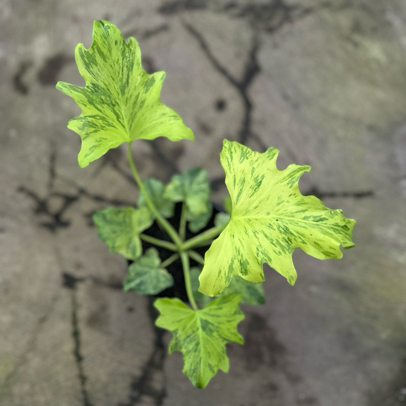 Thaumatophyllum Nogo Geni Varigata