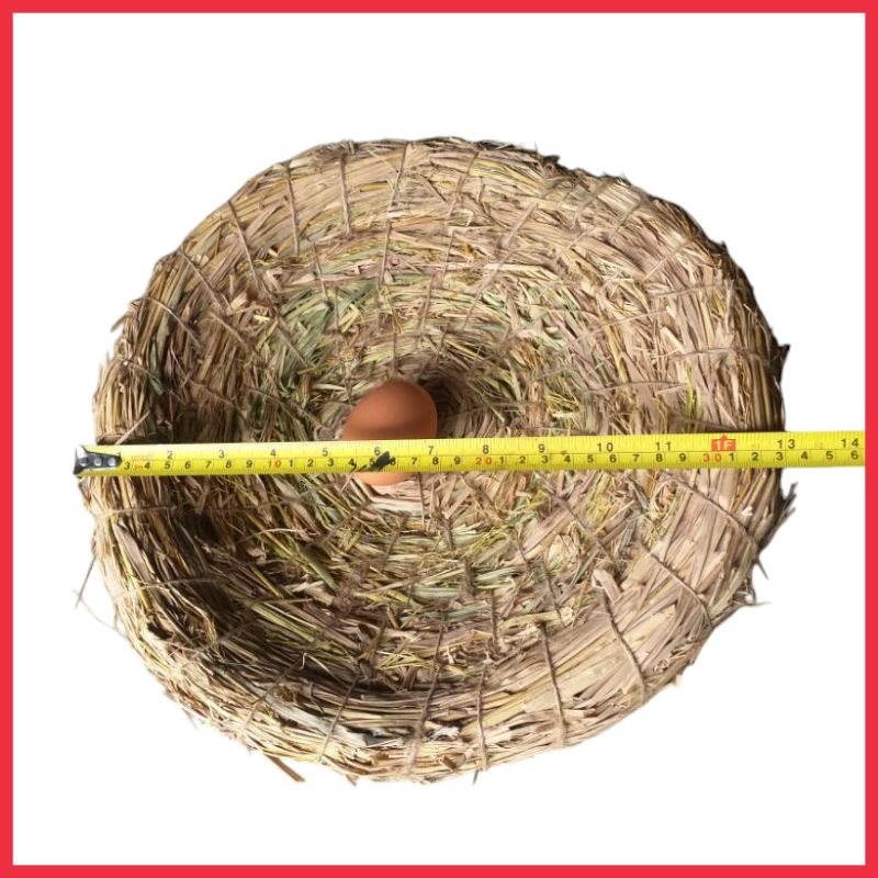 tarangan ayam besar/petarangan telur ayam/tempat bertelur ayam/sarang telur ayam/tempat ngendog pite