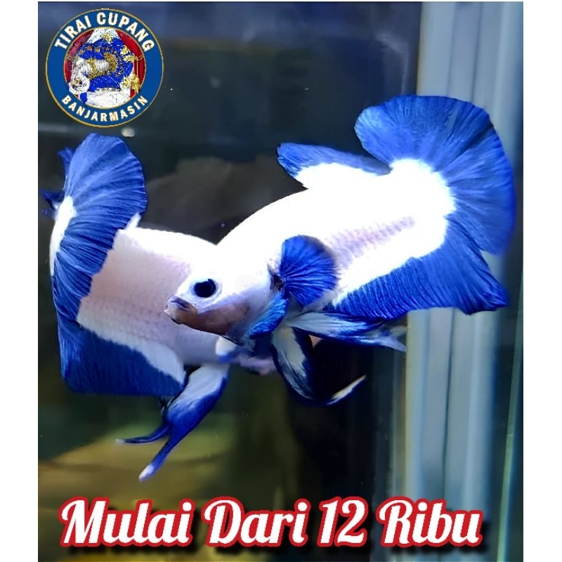 IKAN CUPANG BLUERIM PK PLAKAT BLUE RIM BICOLOR Murah Meriah BERGARANSI
