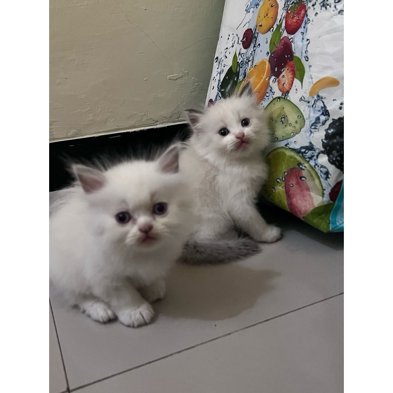 ragdoll kitten