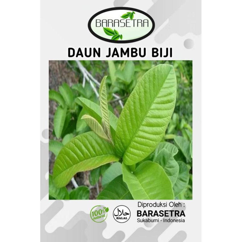 

DAUN JAMBU BIJI hijau segar berkualitas.