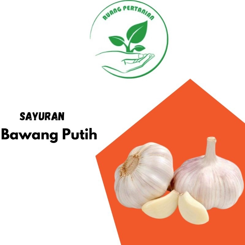 

Bawang putih segar | 500g |1kg siap masak