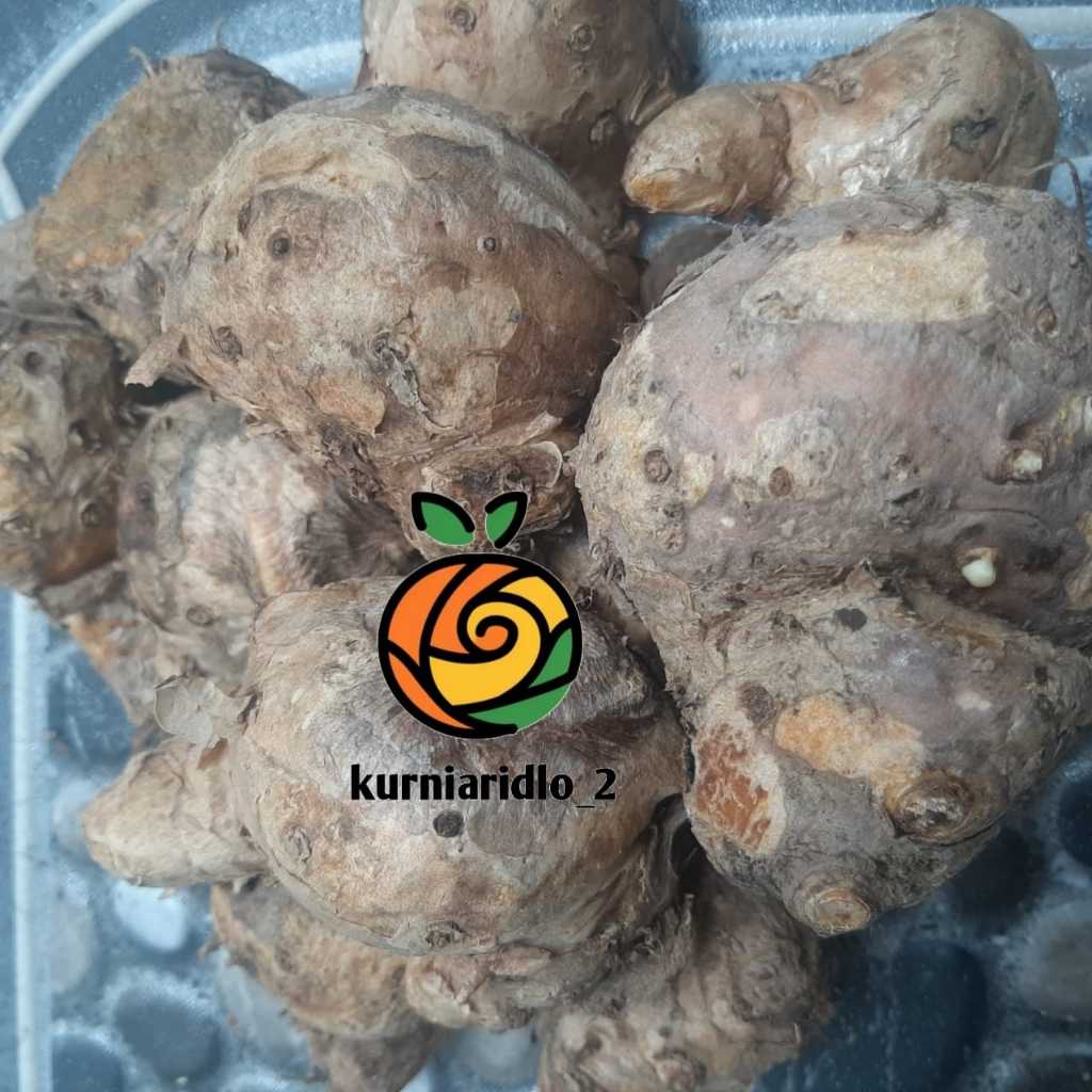 

Temulawak Segar Organik 500gr