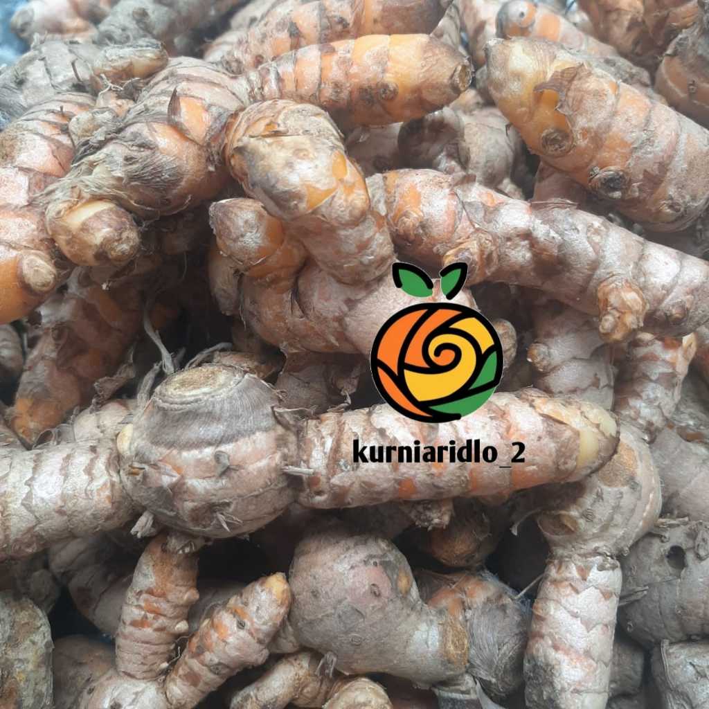 

Kunir atau Kunyit Segar 250gr